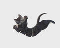 Articulated Crazy Flexi Cat Set